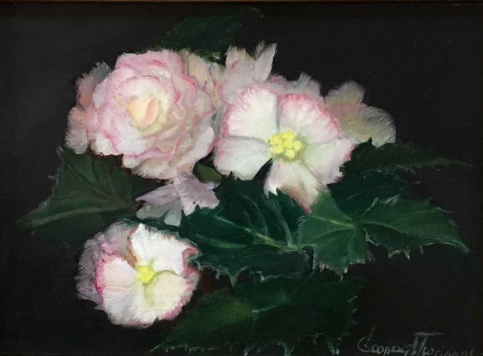 Begonias by Cary Jurriaans