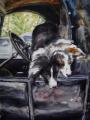 Hanging Out of the Model T by Denise Cole - Watercolors